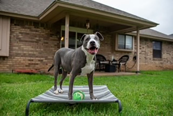 Foster dog Eugene, standing tall and proud